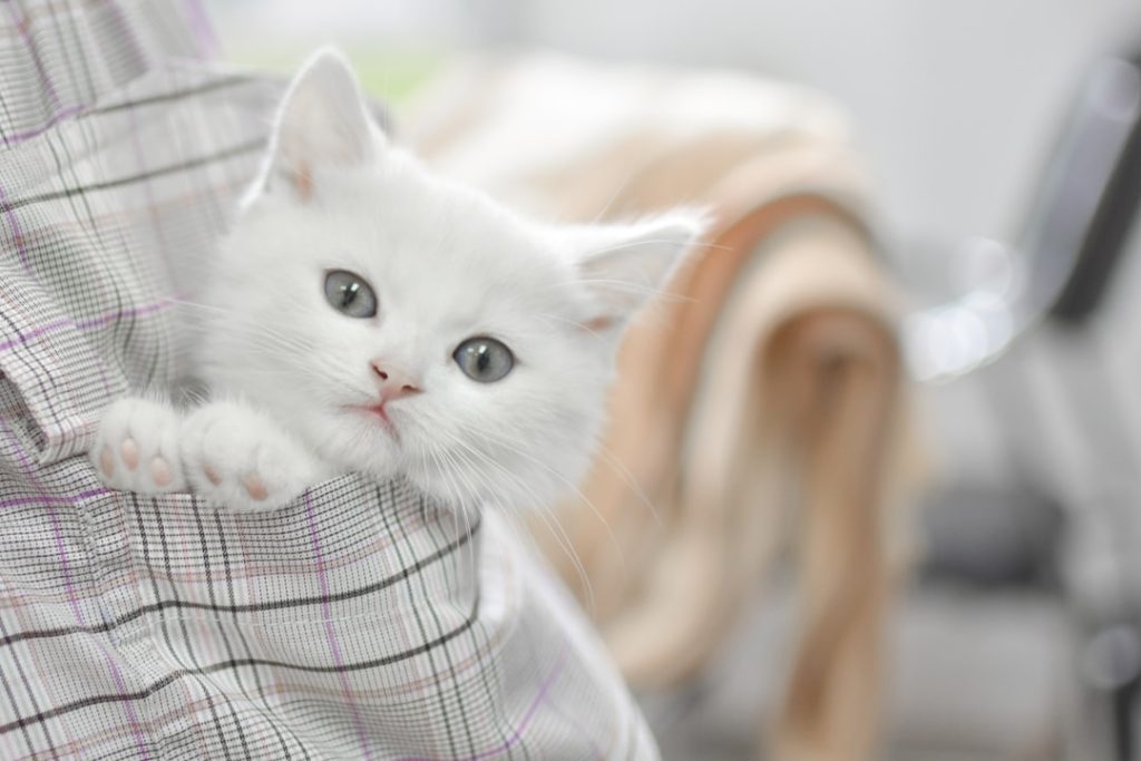 Browneyedxkitty: The Ultimate Guide to Cat Care